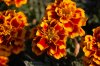 DSC_2154.jpg