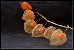 Ballonblumenzweig.jpg